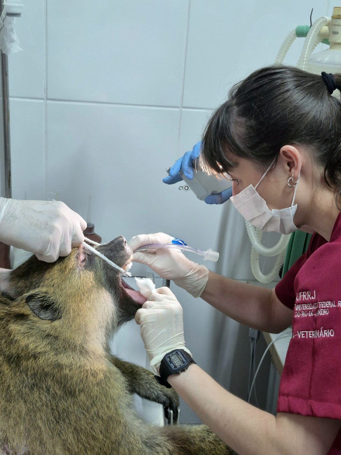 animais do parque zoológico municipal de volta redonda passam por avaliação de saúde divulgação secom111