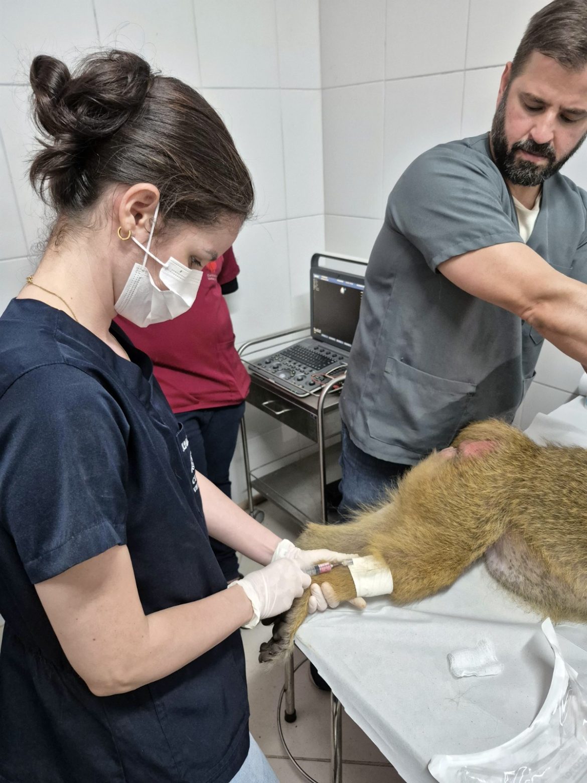 animais do parque zoológico municipal de volta redonda passam por avaliação de saúde divulgação secom1111