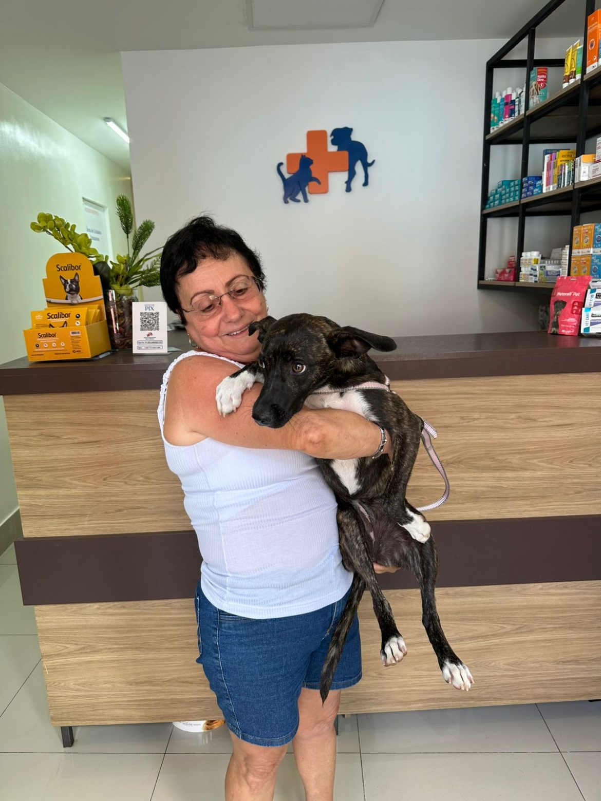 castração de cães e gatos avança em rio claro e projeto de castramóvel promete ampliar atendimentos divulgação