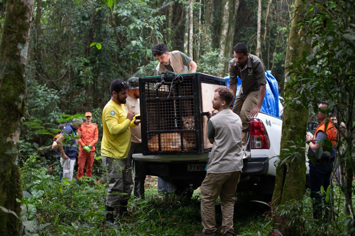 imagem do whatsapp de 2025 12 04 à(s) 17.30.06 1ab493ba