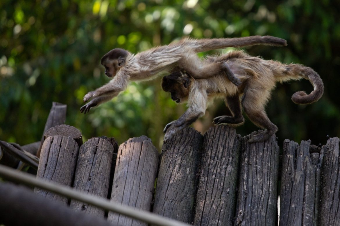 parque zoológico municipal de volta redonda divulga funcionamento durante as festas de fim de ano cris oliveira secom11 parque zoológico municipal de volta redonda divulga funcionamento durante as festas de fim de ano cris oliveira secom11