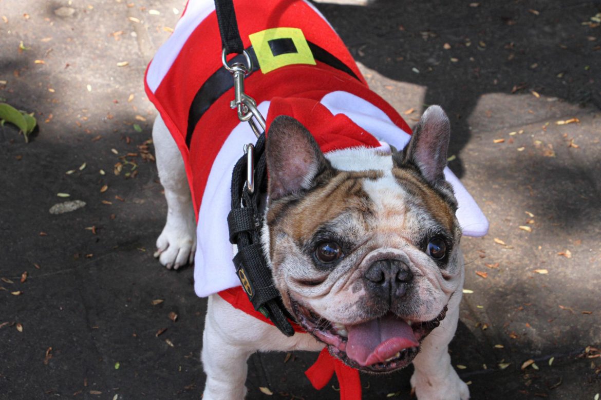 primeira edição do pet noel de barra mansa é um sucesso chico de assis