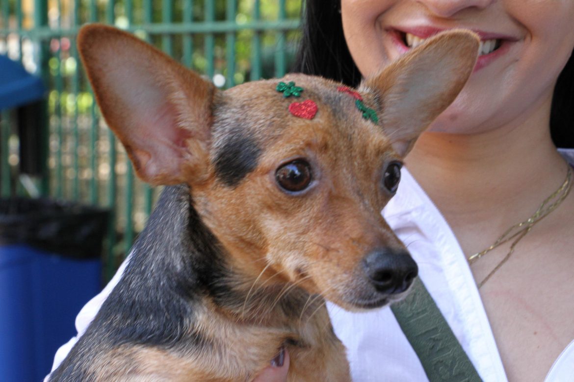 primeira edição do pet noel de barra mansa é um sucesso chico de assis13