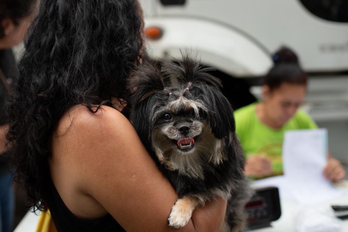 volta redonda abre 400 vagas para castração gratuita de pets cris oliveira secom1