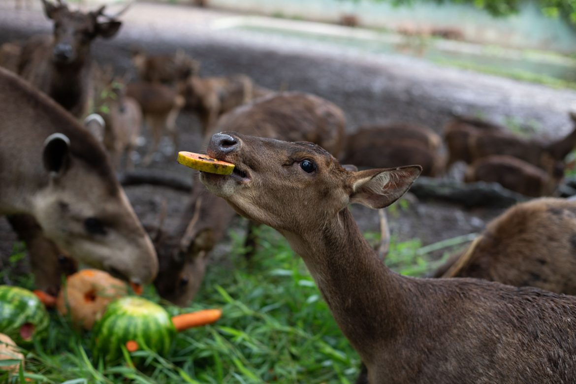 whatsapp image 2025 12 19 at 17.02.47 (1)