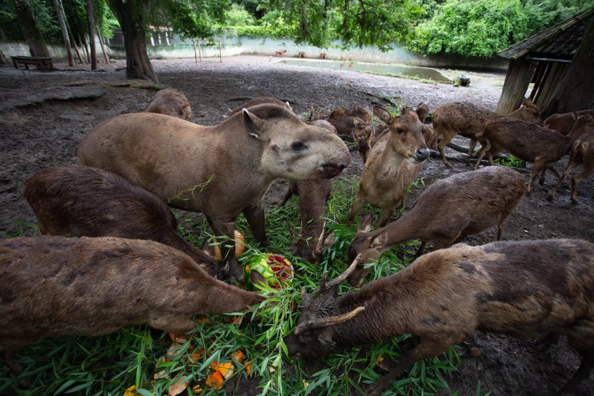 Fotos: Cris Oliveira PMVR