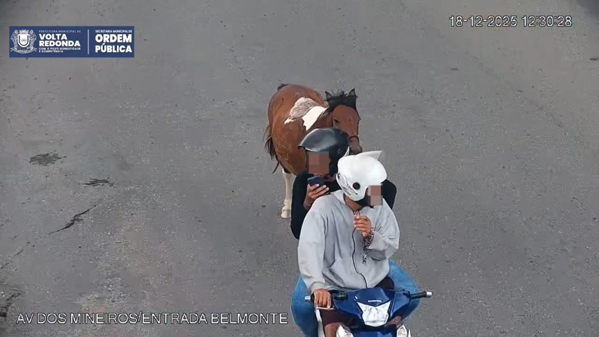 whatsapp image 2025 12 19 at 17.16.12