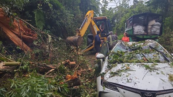 26.cf.res.cidades.temporal derruba árvore.1.Árvore.divulgaÇÃodefesacivil (2)