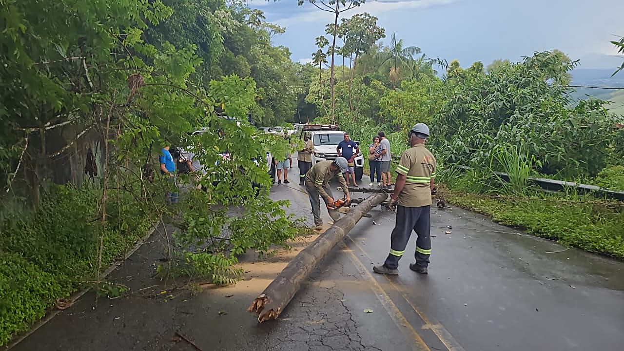 26.cf.res.cidades.temporal derruba árvore.2.defesa.divulgaÇÃodefesacivil