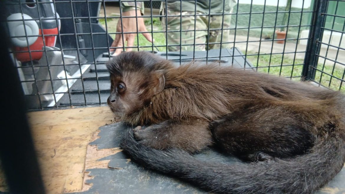 30.cf.res.cidades.macaco prego é resgatado.1.macaco.divulgaÇÃopmi