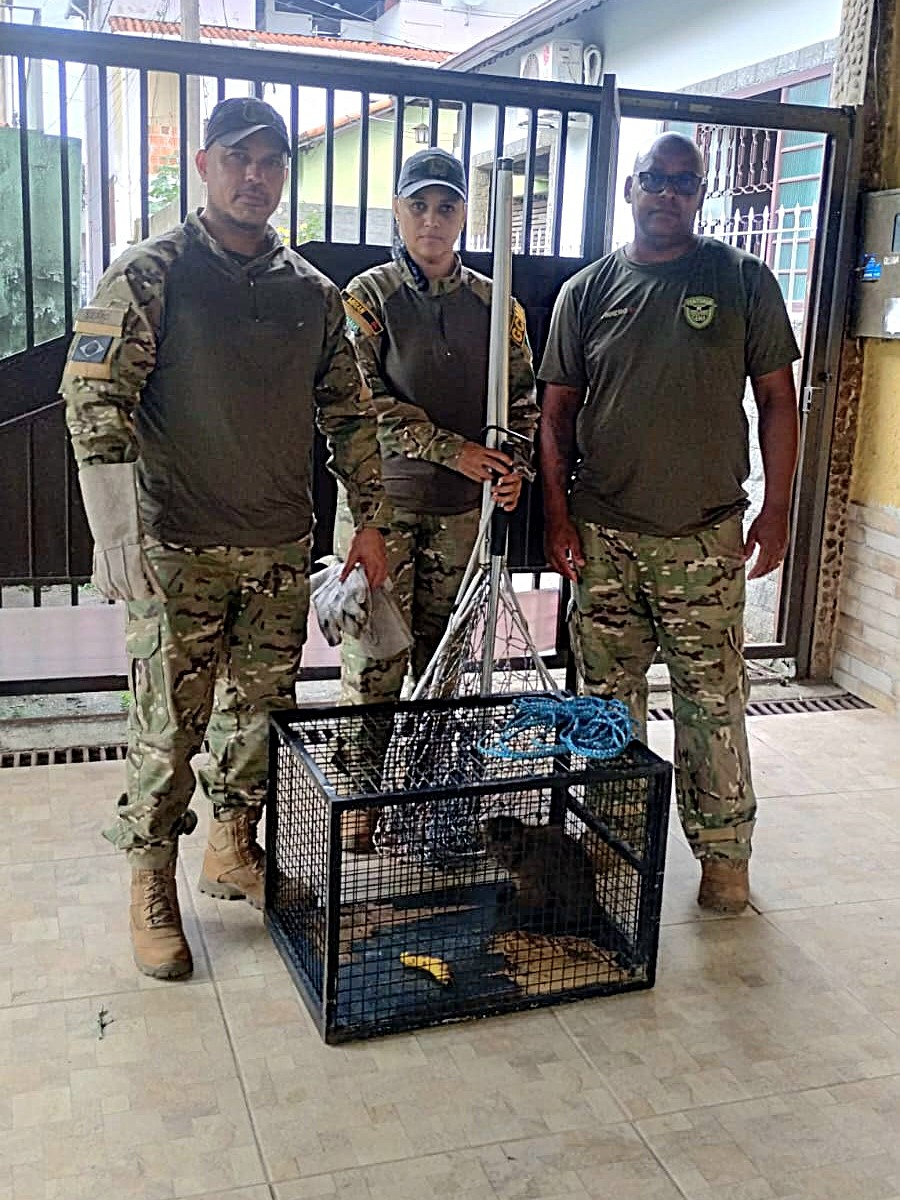 30.cf.res.cidades.macaco prego é resgatado.2.animal.divulgaÇÃopmi