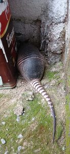 40.cf.res.cidades.grupamento especial de meio.1.tatu.divulgaÇÃogema (3)