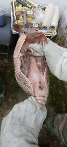 40.cf.res.cidades.grupamento especial de meio.2.ave.divulgaÇÃogema (2)