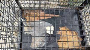 40.cf.res.cidades.grupamento especial de meio.2.ave.divulgaÇÃogema (3)