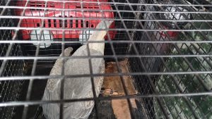 40.cf.res.cidades.grupamento especial de meio.2.ave.divulgaÇÃogema