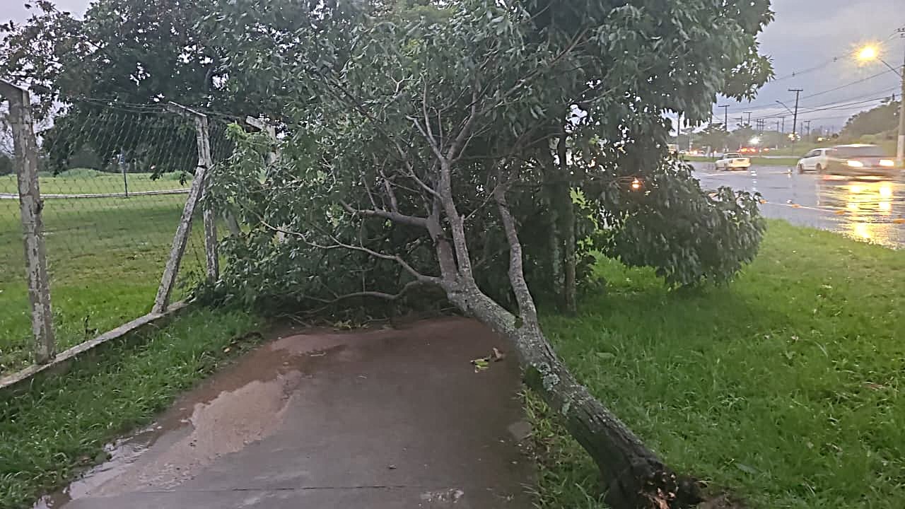 41.cf.res.cidades.temporal provoca quedas de árvores.1.queda.divulgaÇÃodefesacivil (2)