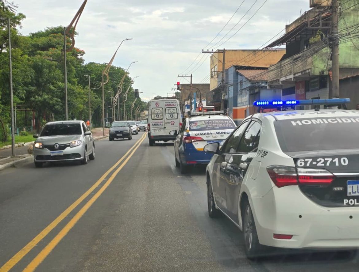 ação policial fecha canil clandestino, resgata cães e detém proprietária em volta redonda divulgaÇÃo smpda