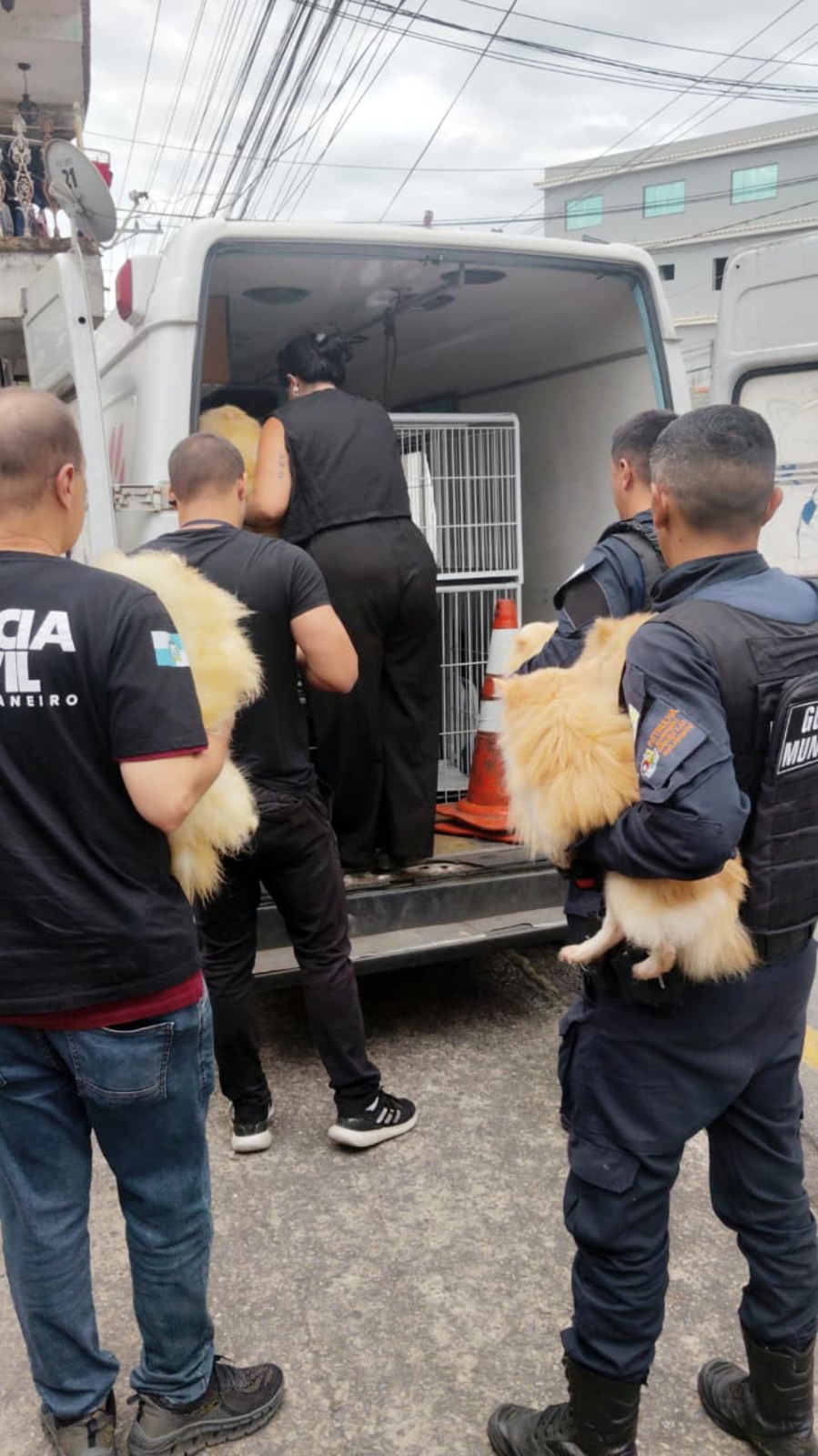 ação policial fecha canil clandestino, resgata cães e detém proprietária em volta redonda divulgaÇÃo smpda11 ação policial fecha canil clandestino, resgata cães e detém proprietária em volta redonda divulgaÇÃo smpda11