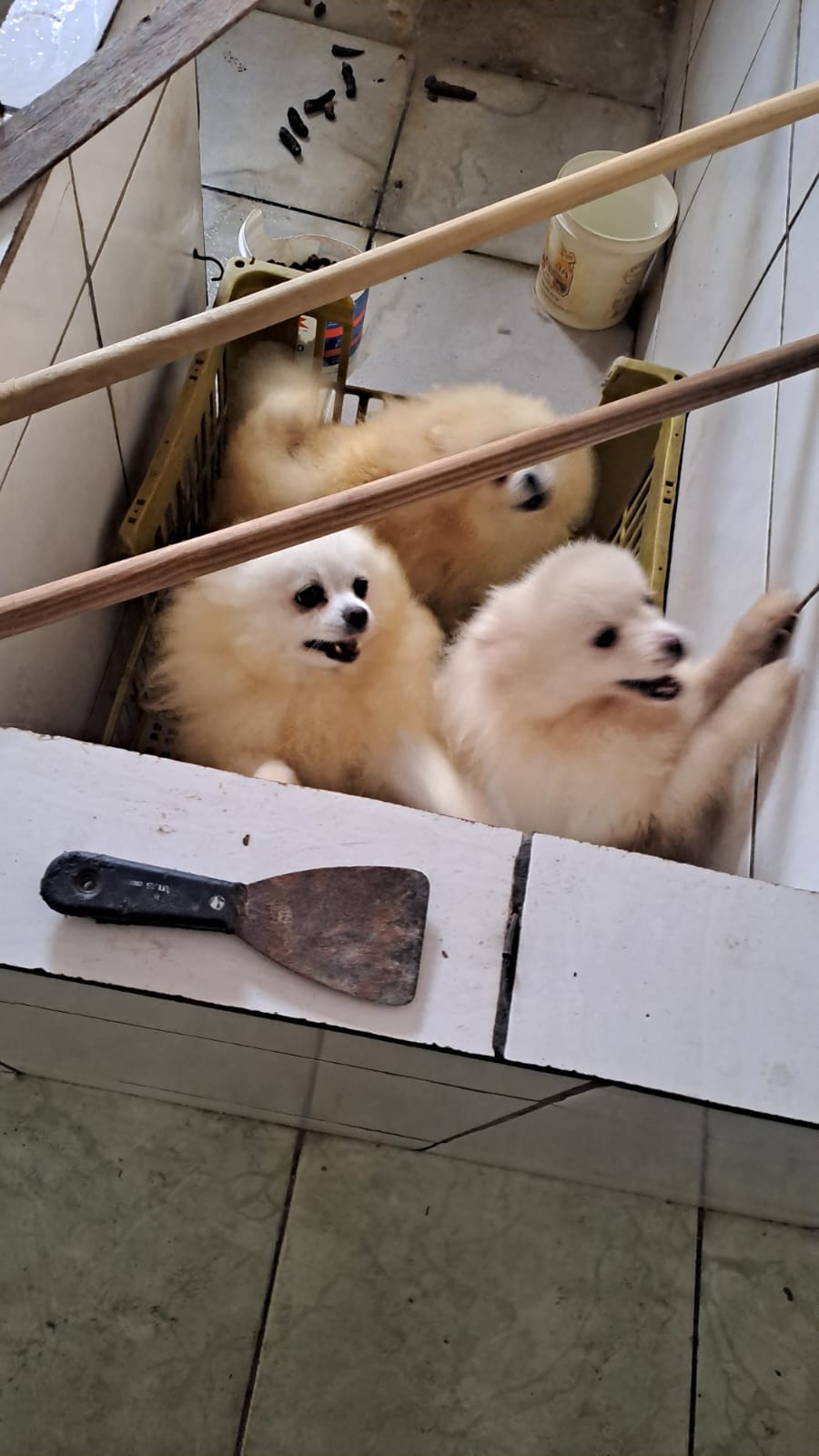 ação policial fecha canil clandestino, resgata cães e detém proprietária em volta redonda divulgaÇÃo smpda111 ação policial fecha canil clandestino, resgata cães e detém proprietária em volta redonda divulgaÇÃo smpda111