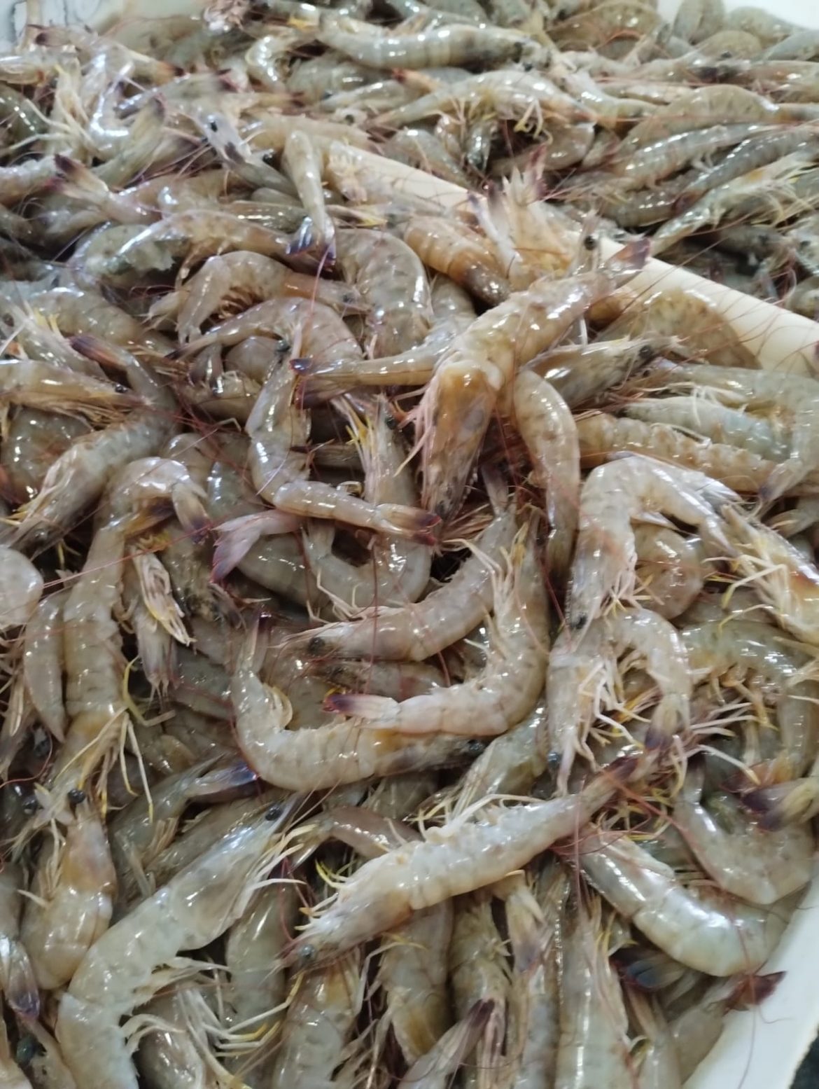  defeso do camarão (2)