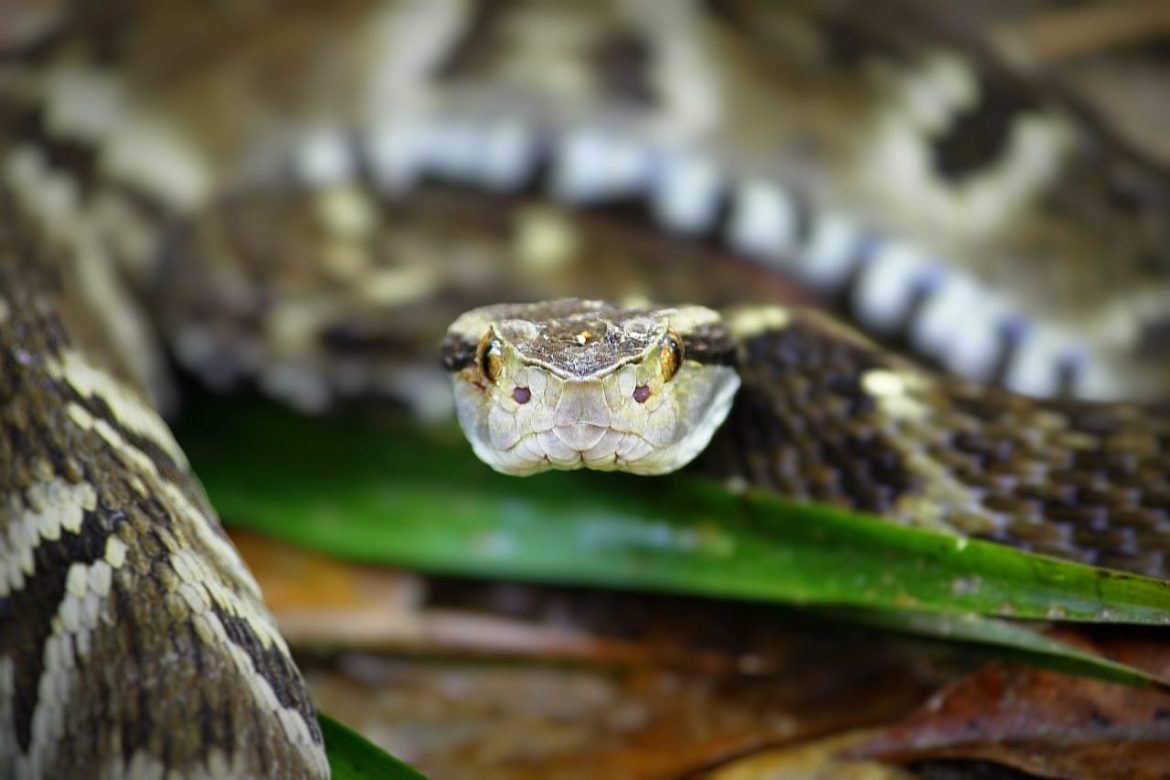 mais de 120 animais já foram resgatados nas áreas de influência da obra