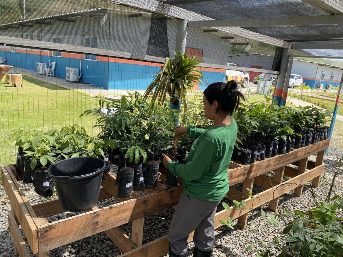 no viveiro florestal são mais de mil mudas nativas em produção foto