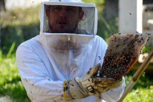 serviÇo de retirada de enxames em itatiaia