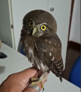 um fato na foto divulgação