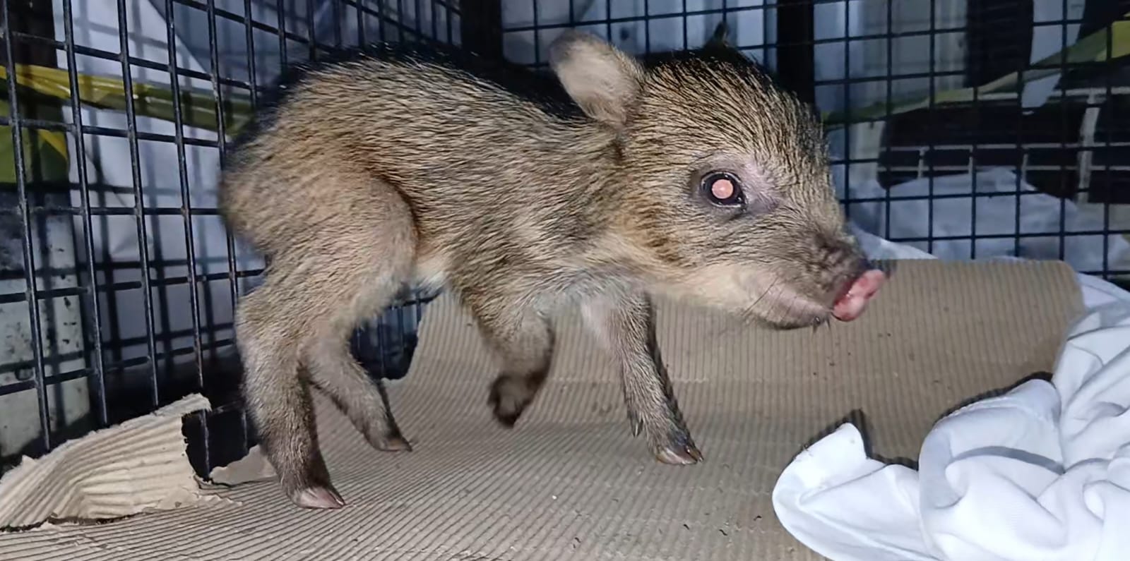 25.cf.res.cidades.grupamento ambiental de itatiaia resgata.2.animal.redessociais (3)