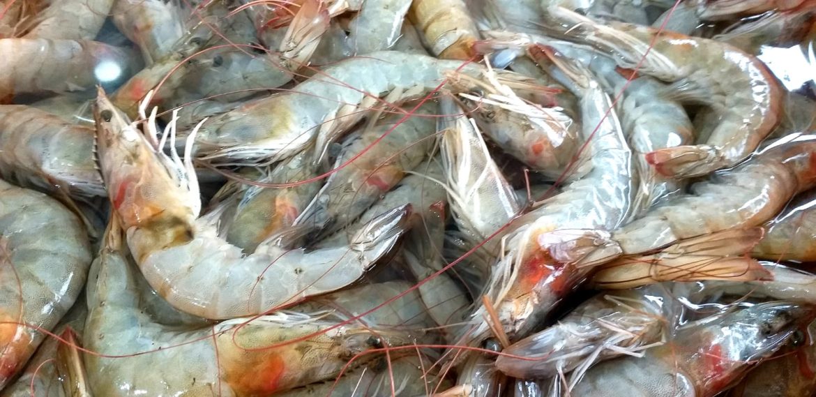 produção camarão (2)