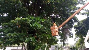podas de árvores melhoram visibilidade de câmeras em barra do piraí divulgaÇÃo